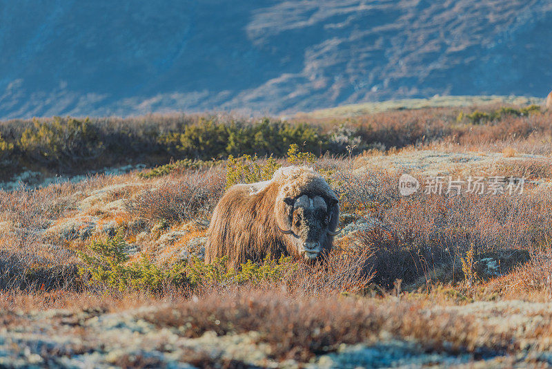 在挪威的Dovrefjell-Sunndalsfjella国家公园，一只麝牛(Ovibos Moschatus)在阳光明媚的秋日里在广阔的山间搏斗